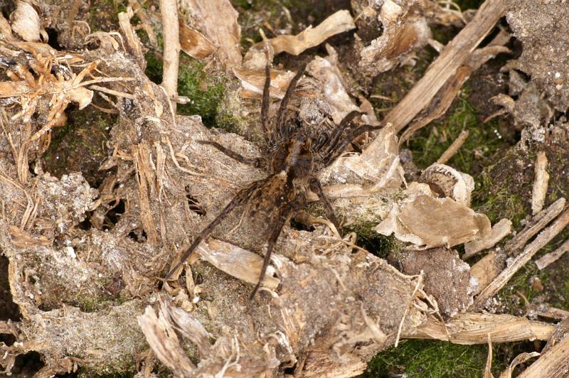 Pardosa_amentata_D4696_Z_90_Broek in waterland_Nederland.jpg